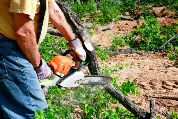 Best Stump Grinding Near Me  in Northview, MI